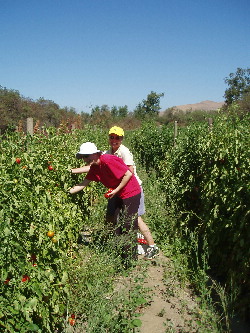 Picking Tomatos