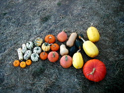 several varieities of winter squash