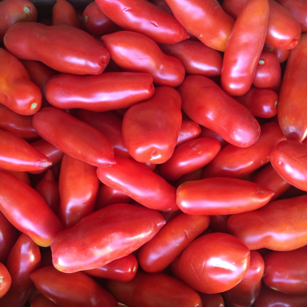 San Marzano Tomatoes Canners Special (100 lbs) Tomato Palooza