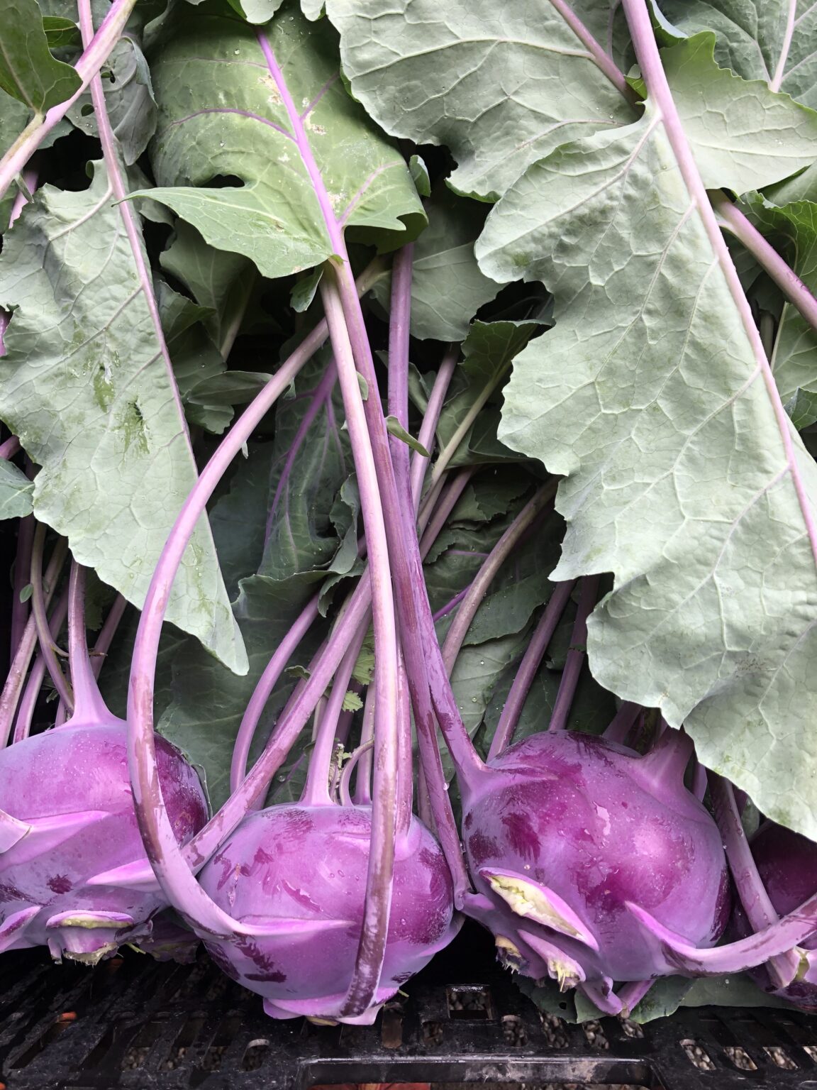 Roasted Kohlrabi with Crunchy Seeds Mariquita Farm