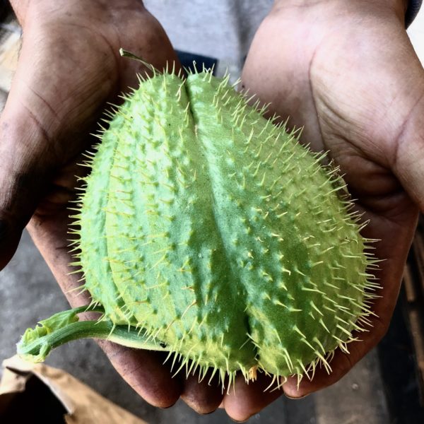 Oaxacan Chayote