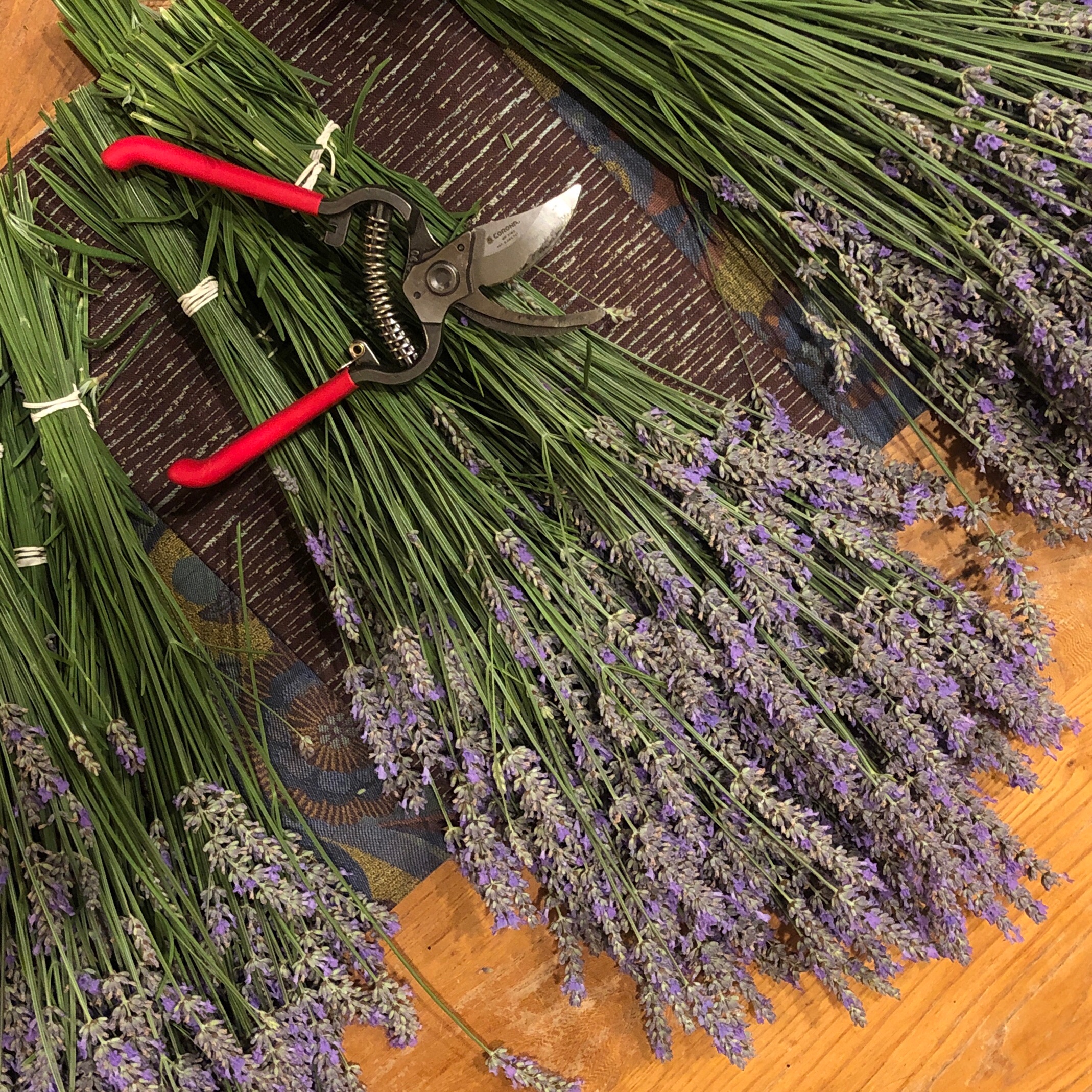 Lavender Wands (60 stems per package) Mystery Thursday