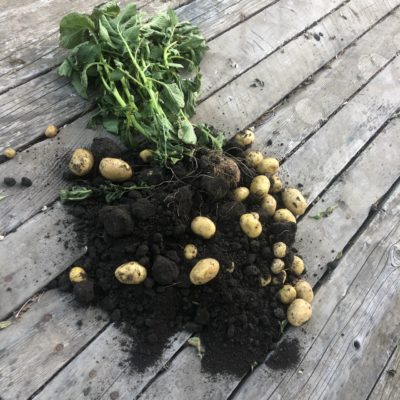 New potatoes