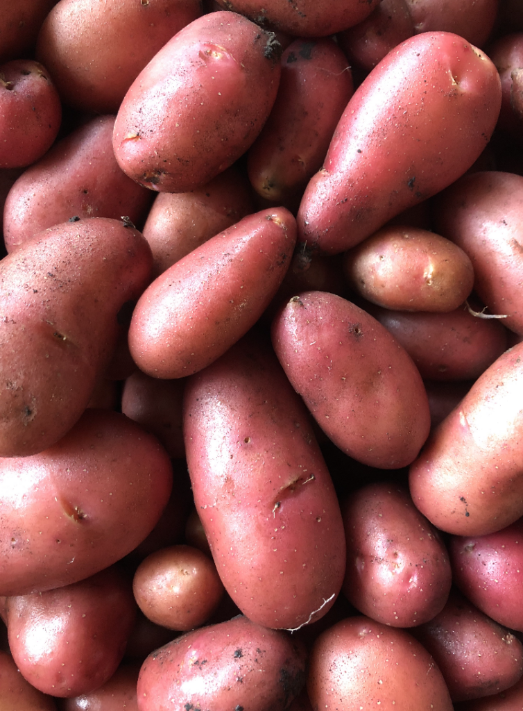 French Fingerling Potatoes (5 pound bag) Santa Cruz/Los Gatos
