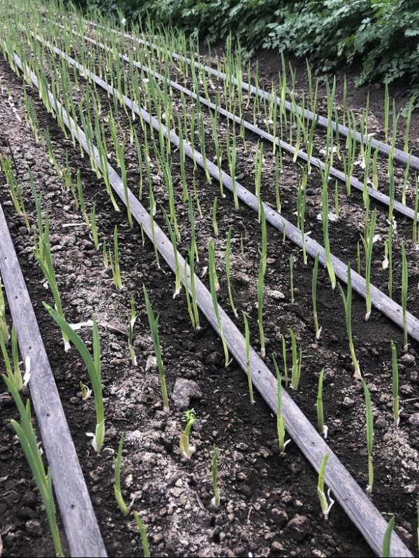 Garlic in rows