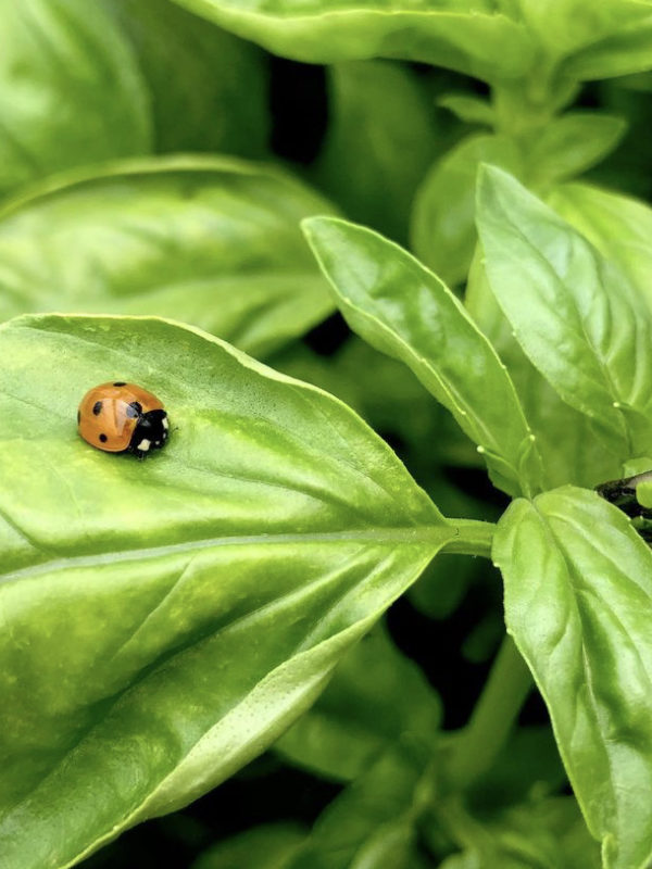 Mariquita on basil