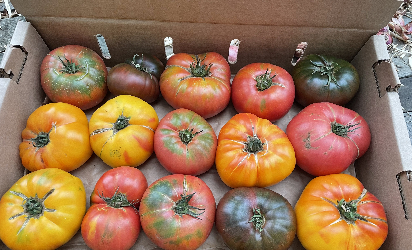 Tomato: Heirloom Slicer Mix — Heritage Meadows Farm LLC