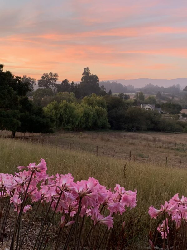 Sunrise with Naked Ladies