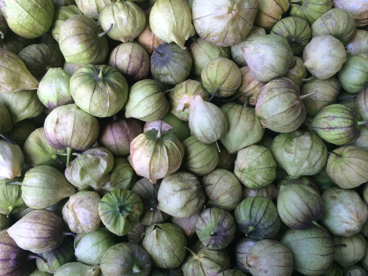 Tomatillos de Milpa (5 lb bag) Tomato Palooza Mariquita Farm