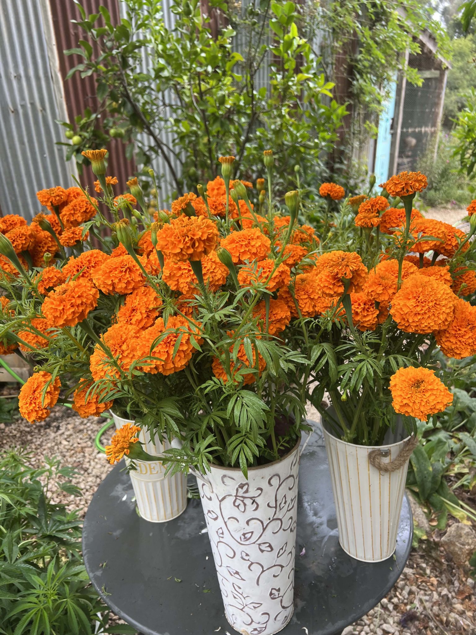 Marigold Bunches Los Gatos Mariquita Farm