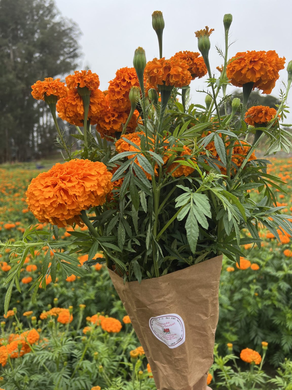 Marigold Bunch Los Gatos Mariquita Farm