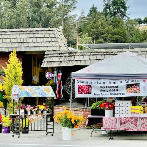 Our first Tomatopalooza of the season at Alladin Nursery in Watsonville.