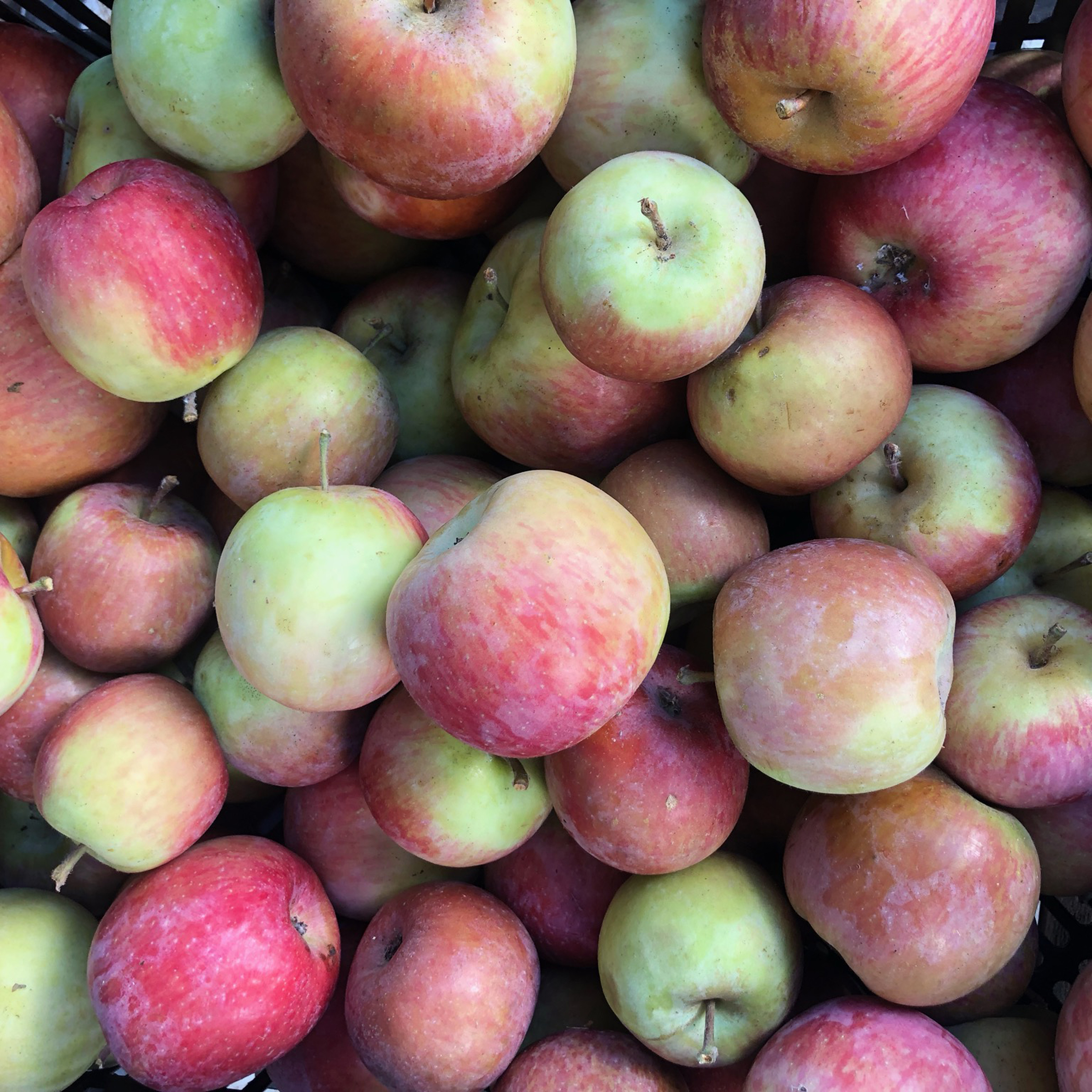 Fresh Mcintosh Apples, 5 lbs Tote 