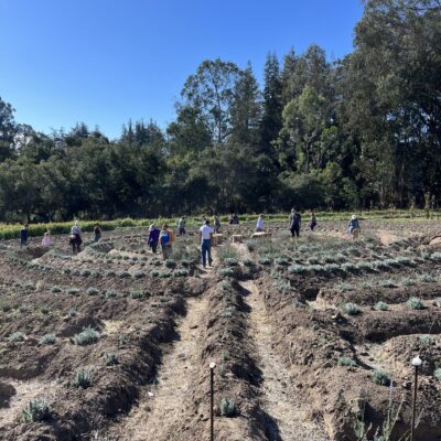 Walking the Ladybug's Labyrinth