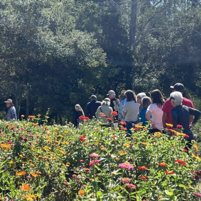 Tour of the Zinnia Garden