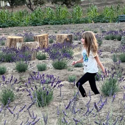 Lavendelabyrinth
