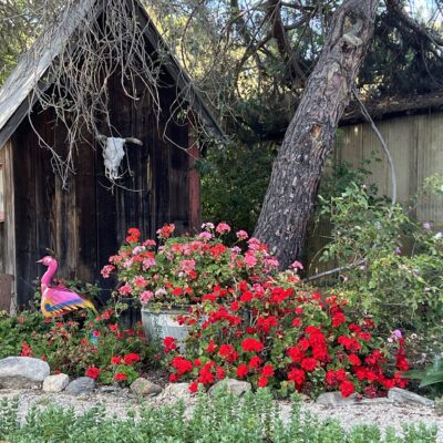 Peacockgarden