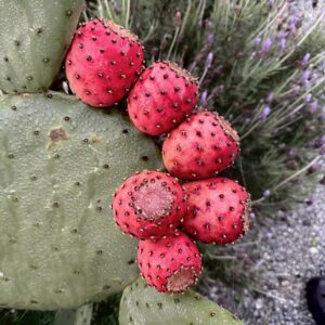 This red fruited specimen comes from a thicket near the Santa Barbara Mission. I used to work in Santa Barbara as a gardener and as I was leaving to move north to Corralitos in 1987 I picked a pad of this cactus to bring with me as living memory of a lovely place and moment in time.